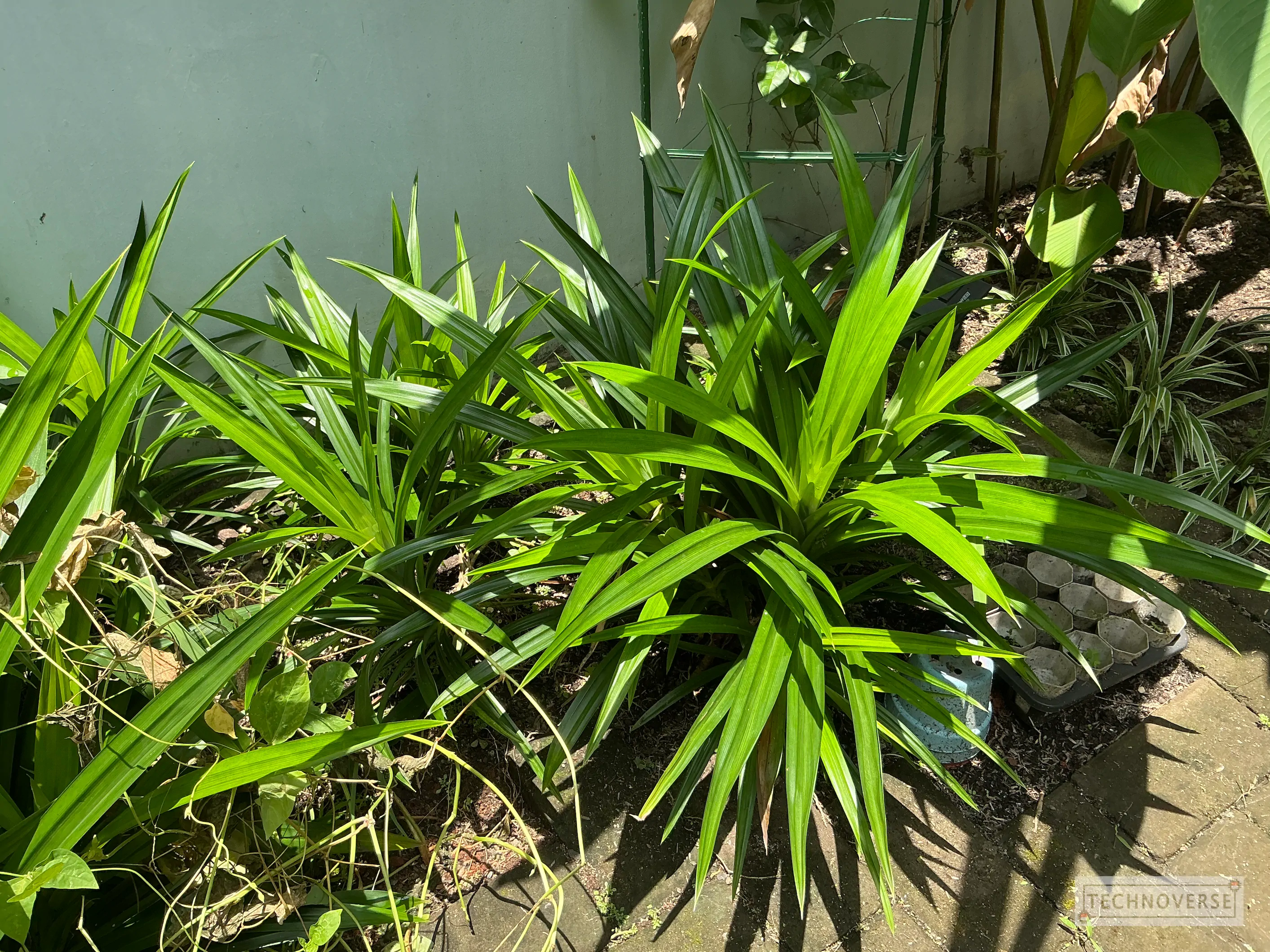 ipad-mini-a17-pro-cam-2